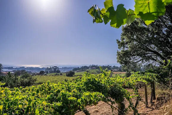 Bodegas Chaves - Ribadumia