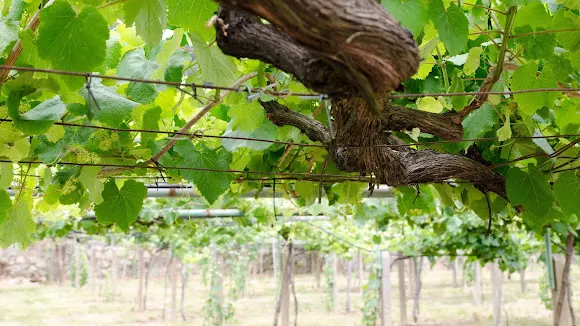 Bodega Aforado - Bodega en Rosal (O)