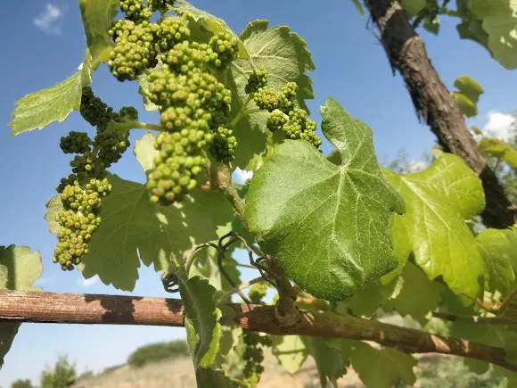 BODEGA VIÑARUBIALES - Parada de Rubiales