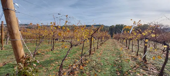 Bodega Esteban Celemin - Castronuno