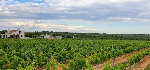 Viñedo Dehesa Del Zarco - Pilas