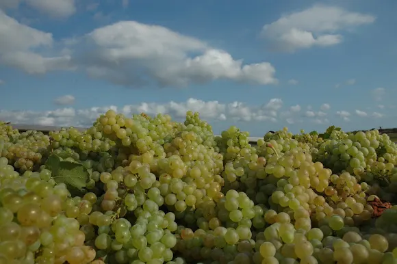 Bodega El Celler de l'Apotecari (Albesa Figuerola S.C.P.)