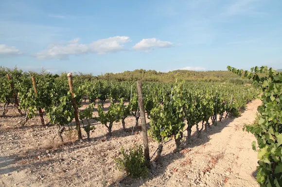 Celler Cairats - Mora la Nova