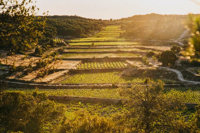 LaFou Celler - Batea