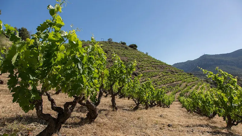 Vinícola del Priorat - Gratallops