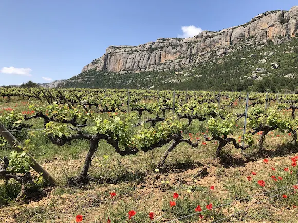 Celler Pasanau