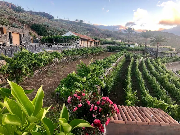 Vinos Niray - Alajero