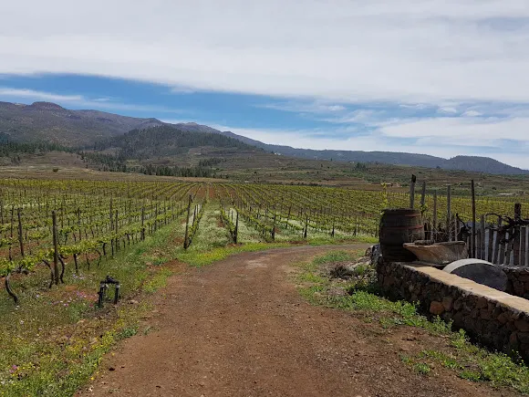Altos de Trevejos - viñedos - Vilaflor