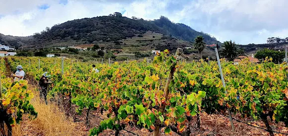 Bodega El Lomo (AFECAN, S.A.) - Tegueste