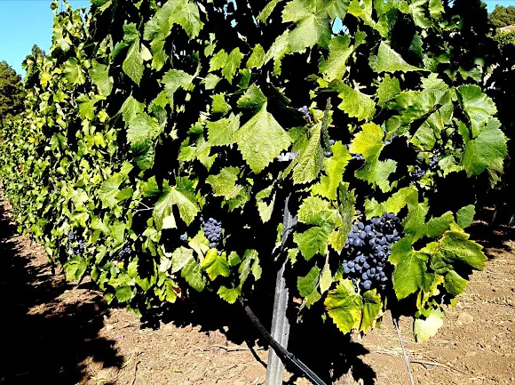Bodegas Onesima Pérez Rodríguez