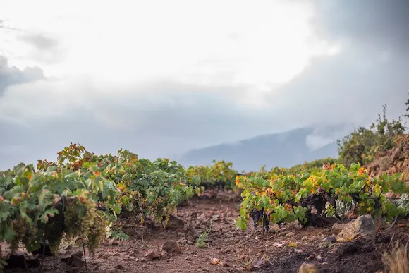 El Rebusco Bodegas - Candelaria
