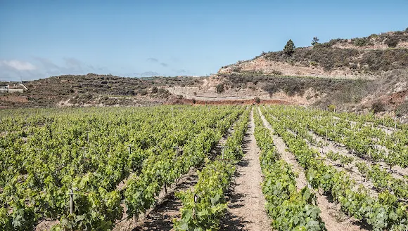 Bodega Viña Arese - Fasnia