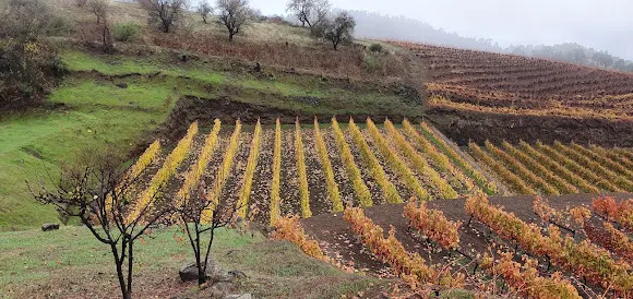 Bodegas Eufrosina Pérez Rodríguez