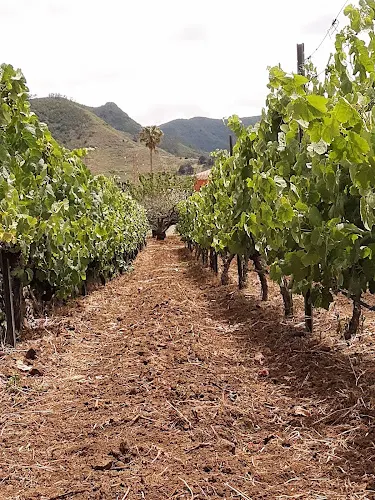 Bodega Barreto - Tegueste