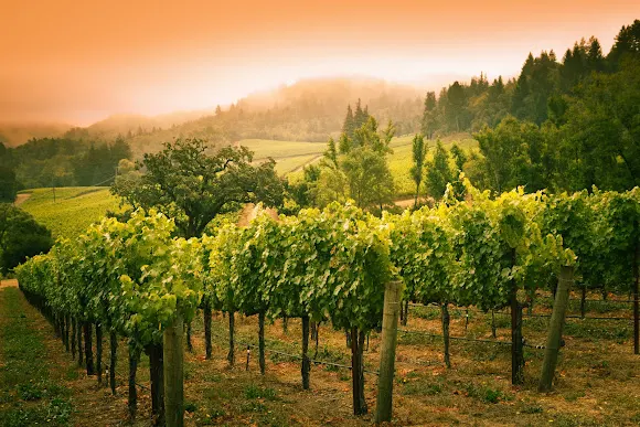 Bodegas Purificación