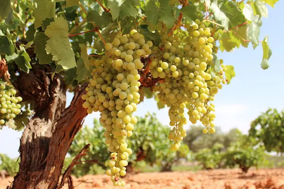 Bodega Lagar Quixote - El Toboso