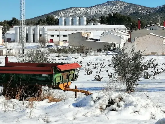 Bodegas San Antonio de Padua - Sinarcas