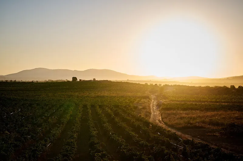 Bodegas NOVOS - Finca Ardal