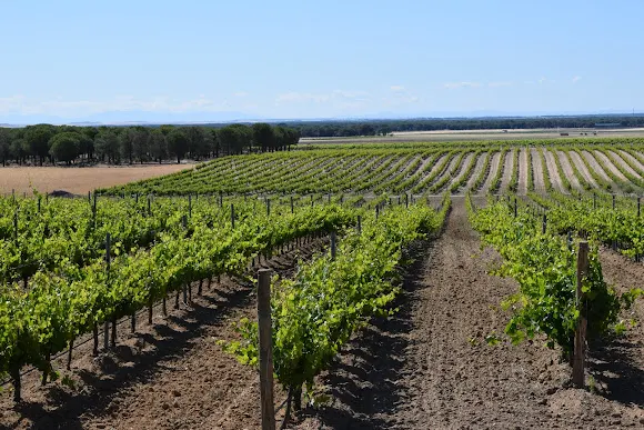 VINO IMPARABLE