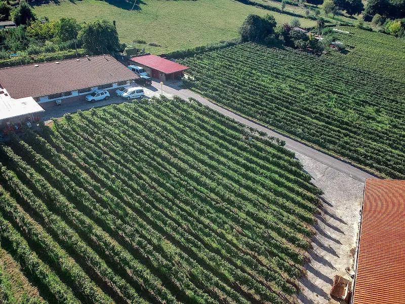 Txakoli Arritxola - Durango