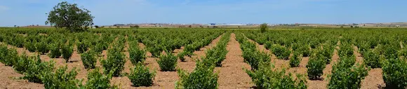 BODEGAS DIEZ GOMEZ WINE MIXOLOGY - Toro