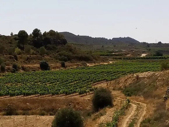 Vinos Montaner - Maella